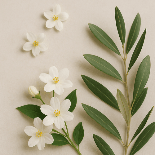 alt_text : Image épurée et douce : fleurs de jasmin, branches d'olivier, tons apaisants blanc, beige, vert.